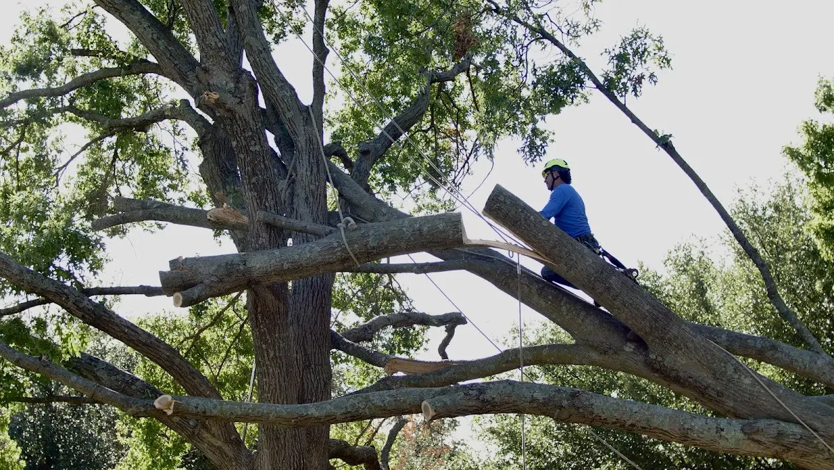 Professional Hazardous Tree Removal performed by certified arborists in Garrison