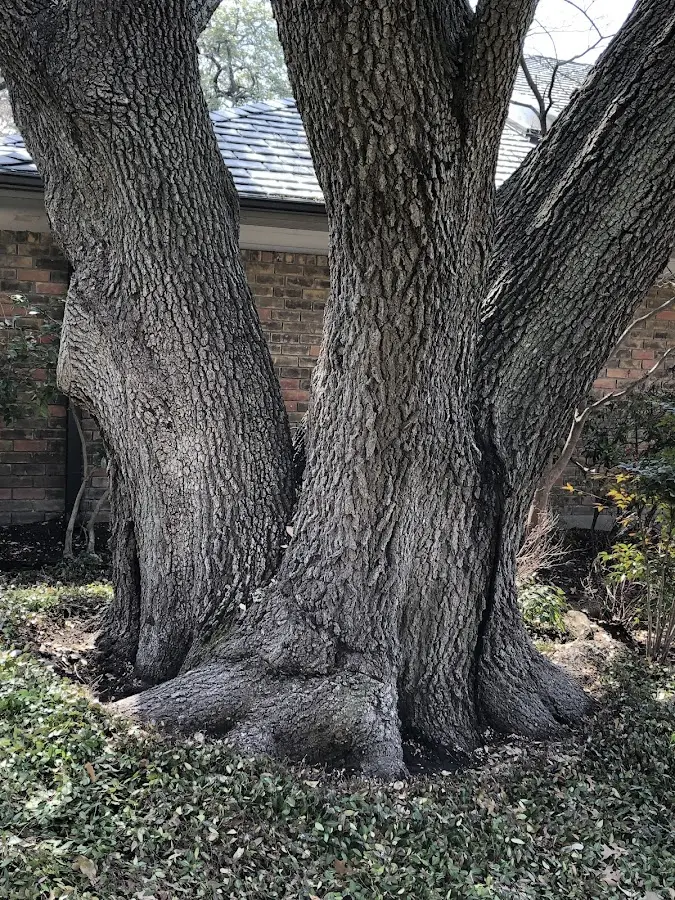 Mature heritage tree close to a Garrison property cared for by certified arborists